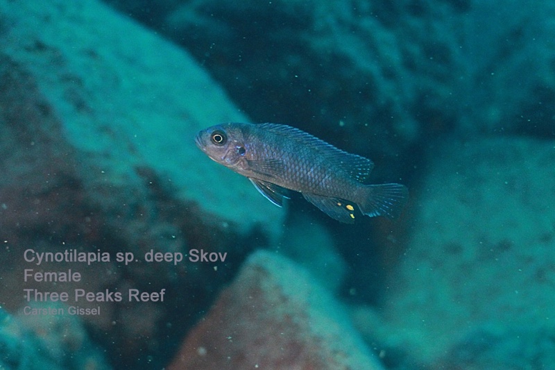 Cynotilapia sp. 'deep skov' Three Peaks Reef